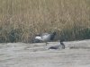 Pale-bellied Brent Goose at Two Tree Island (Steve Arlow) (77424 bytes)
